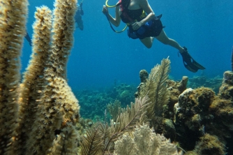 SNUBA Diving in Roatan – Beach Access